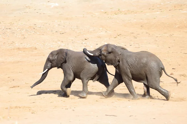 Afrikanischer Elefant African Elephant Loxodonta Africana —  Fotos de Stock