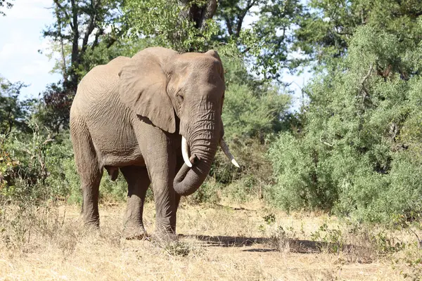 Afrikanischer Elefant African Elephant Loxodonta Africana — 스톡 사진