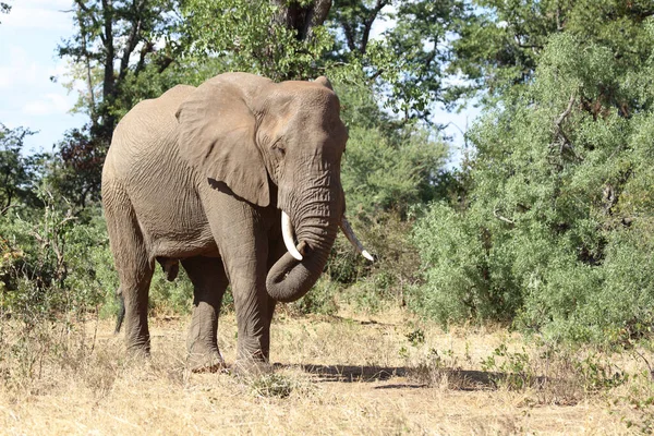 Afrikanischer Elefant Αφρικανικός Ελέφαντας Loxodonta Africana — Φωτογραφία Αρχείου