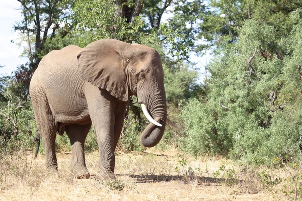 Afrikanischer Elefant African Elephant Loxodonta Africana — 스톡 사진