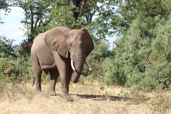 Afrikanischer Elefant African Elephant Loxodonta Africana — 스톡 사진