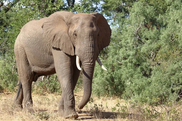 Afrikanischer Elefant Αφρικανικός Ελέφαντας Loxodonta Africana — Φωτογραφία Αρχείου