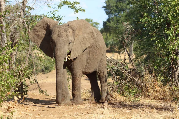 Afrikanischer Elefant African Elephant Loxodonta Africana — 图库照片