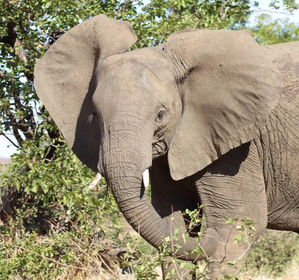 Afrikanischer Elefant Αφρικανικός Ελέφαντας Loxodonta Africana — Φωτογραφία Αρχείου