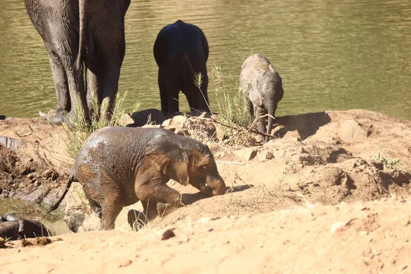 Afrikanischer Elefant Αφρικανικός Ελέφαντας Loxodonta Africana — Φωτογραφία Αρχείου