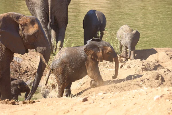 Afrikanischer Elefant Αφρικανικός Ελέφαντας Loxodonta Africana — Φωτογραφία Αρχείου