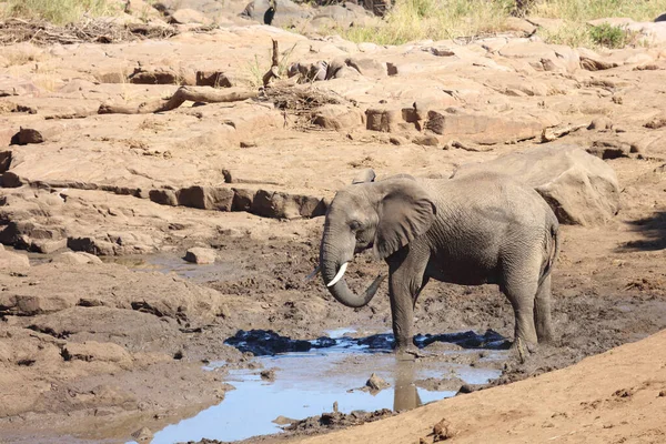 Afrikanischer Elefant Αφρικανικός Ελέφαντας Loxodonta Africana — Φωτογραφία Αρχείου