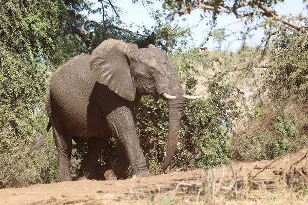 Afrikanischer Elefant African Elephant Loxodonta Africana — Fotografia de Stock