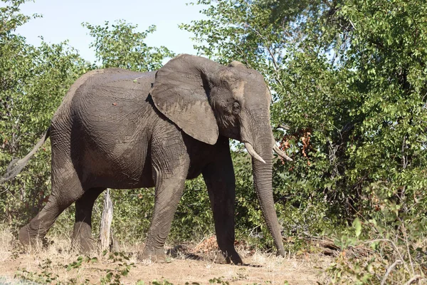 Afrikanischer Elefant Αφρικανικός Ελέφαντας Loxodonta Africana — Φωτογραφία Αρχείου