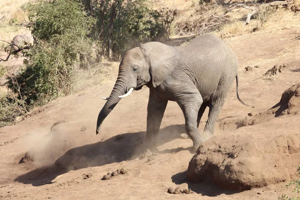 Afrikanischer Elefant African Elephant Loxodonta Africana — 스톡 사진