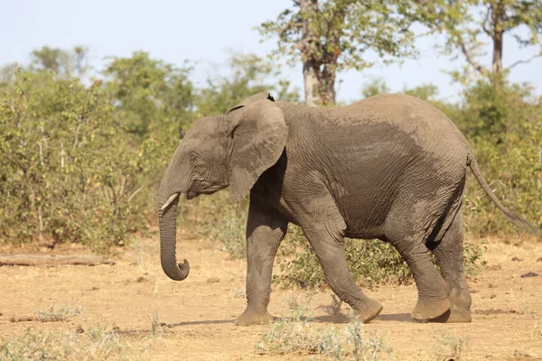 Afrikanischer Elefant / African elephant / Loxodonta africana