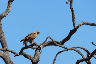 Wahlbergsadler / Wahlberg's  Eagle / Aquila wahlbergi