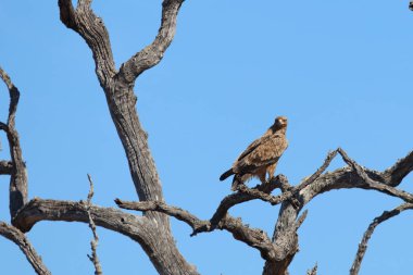 Wahlbergsadler / Wahlberg's  Eagle / Aquila wahlbergi