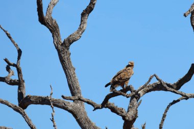Wahlbergsadler / Wahlberg's  Eagle / Aquila wahlbergi