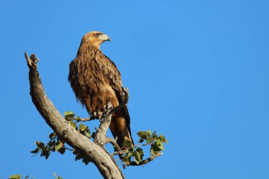 Wahlbergsadler / Wahlberg's  Eagle / Aquila wahlbergi