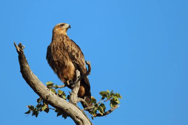 Wahlbergsadler / Wahlberg's  Eagle / Aquila wahlbergi