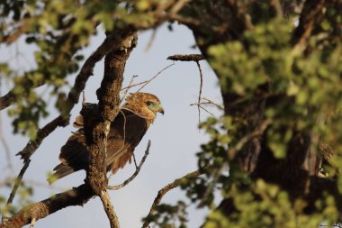 Wahlbergsadler / Wahlberg's  Eagle / Aquila wahlbergi