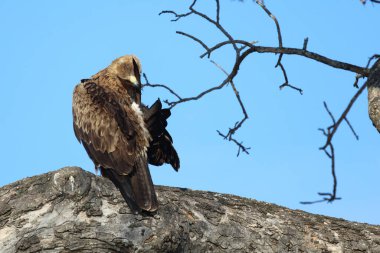 Wahlbergsadler / Wahlberg's  Eagle / Aquila wahlbergi