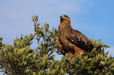 Wahlbergsadler / Wahlberg's  Eagle / Aquila wahlbergi