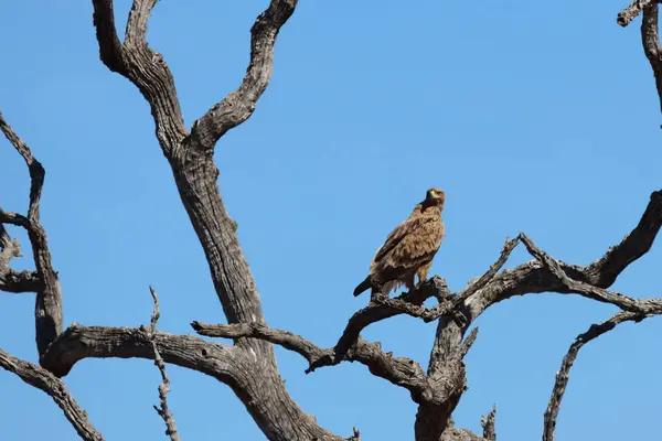 Wahlbergsadler Wahlberg Eagle Aquila Wahlbergi — Φωτογραφία Αρχείου