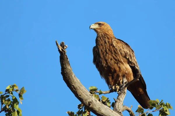 Wahlbergsadler Wahlberg Eagle Aquila Wahlbergi — Stock Photo, Image