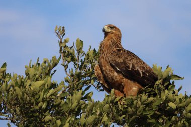 Wahlbergsadler / Wahlberg's  Eagle / Aquila wahlbergi