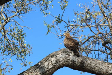 Wahlbergsadler / Wahlberg's  Eagle / Aquila wahlbergi