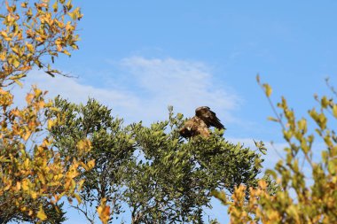 Wahlbergsadler / Wahlberg's  Eagle / Aquila wahlbergi
