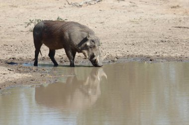 Warzenschwein / Warthog / Phacochoerus africanus