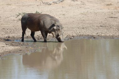 Warzenschwein / Warthog / Phacochoerus africanus