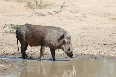 Warzenschwein / Warthog / Phacochoerus africanus