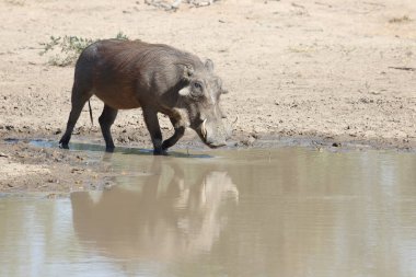 Warzenschwein / Warthog / Phacochoerus africanus