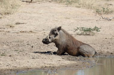 Warzenschwein / Warthog / Phacochoerus africanus