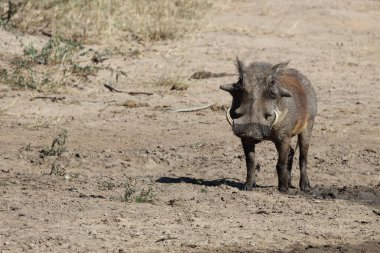 Warzenschwein / Warthog / Phacochoerus africanus