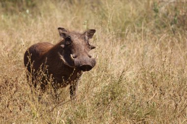Warzenschwein / Warthog / Phacochoerus africanus