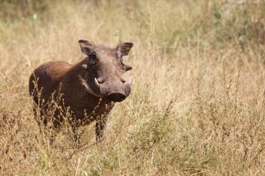 Warzenschwein / Warthog / Phacochoerus africanus