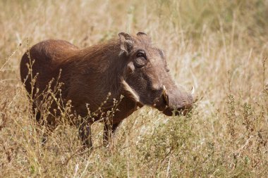 Warzenschwein / Warthog / Phacochoerus africanus