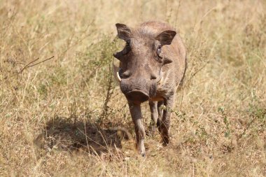 Warzenschwein / Warthog / Phacochoerus africanus