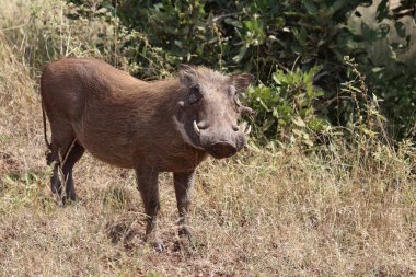 Warzenschwein / Warthog / Phacochoerus africanus