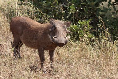 Warzenschwein / Warthog / Phacochoerus africanus