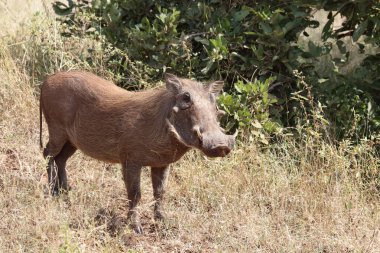 Warzenschwein / Warthog / Phacochoerus africanus
