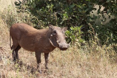 Warzenschwein / Warthog / Phacochoerus africanus