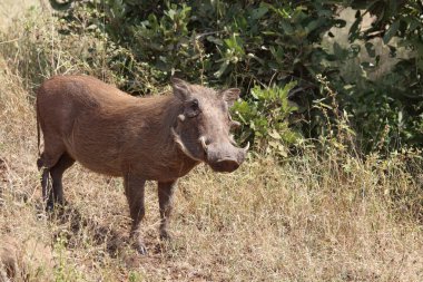 Warzenschwein / Warthog / Phacochoerus africanus