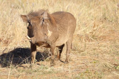 Warzenschwein / Warthog / Phacochoerus africanus