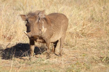 Warzenschwein / Warthog / Phacochoerus africanus