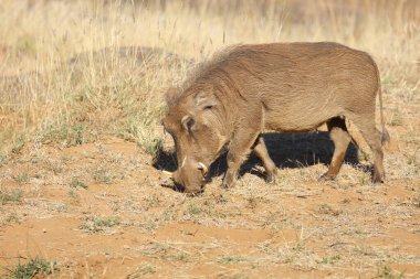 Warzenschwein / Warthog / Phacochoerus africanus