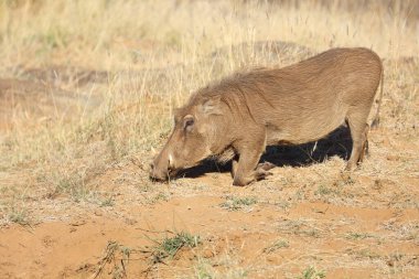 Warzenschwein / Warthog / Phacochoerus africanus