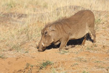 Warzenschwein / Warthog / Phacochoerus africanus