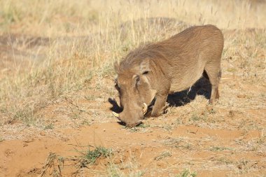 Warzenschwein / Warthog / Phacochoerus africanus