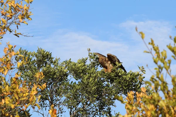 Wahlbergsadler Wahlberg Eagle Aquila Wahlbergi — Φωτογραφία Αρχείου